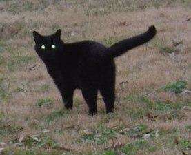 Attached picture 277px-Black_cat_eyes.jpg